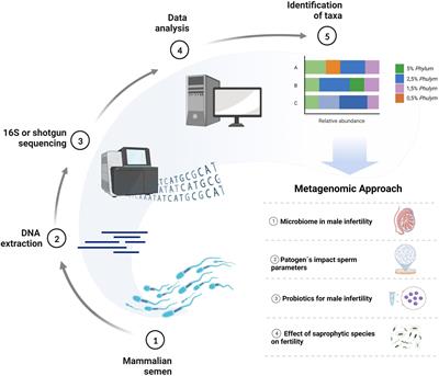 Mammals’ sperm microbiome: current knowledge, challenges, and perspectives on metagenomics of seminal samples